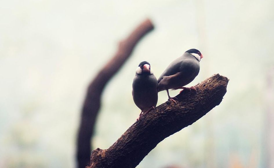 《致凯恩》普希金