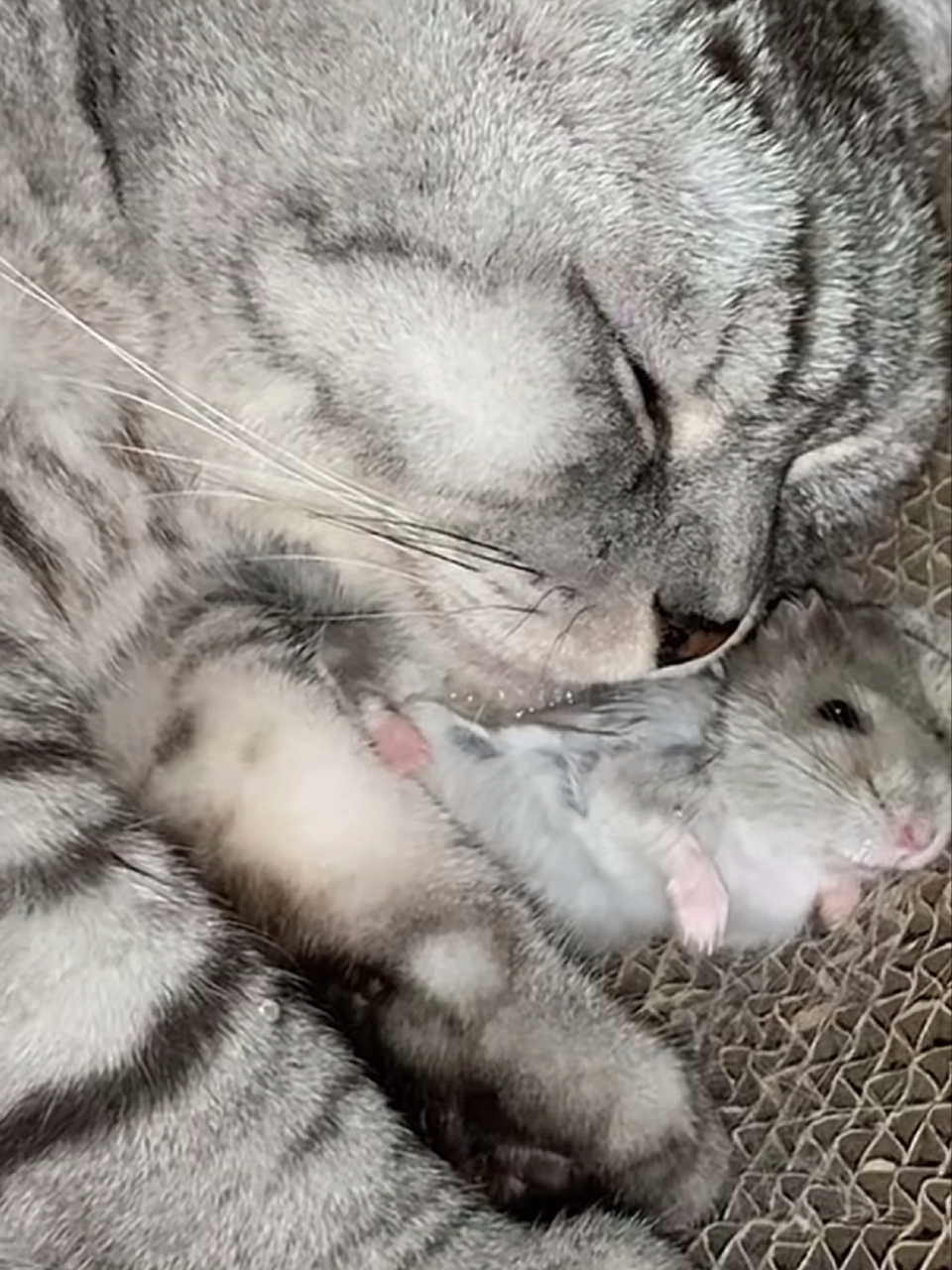 当猫咪抱着老鼠睡觉,老鼠瑟瑟发抖,睡不了一点