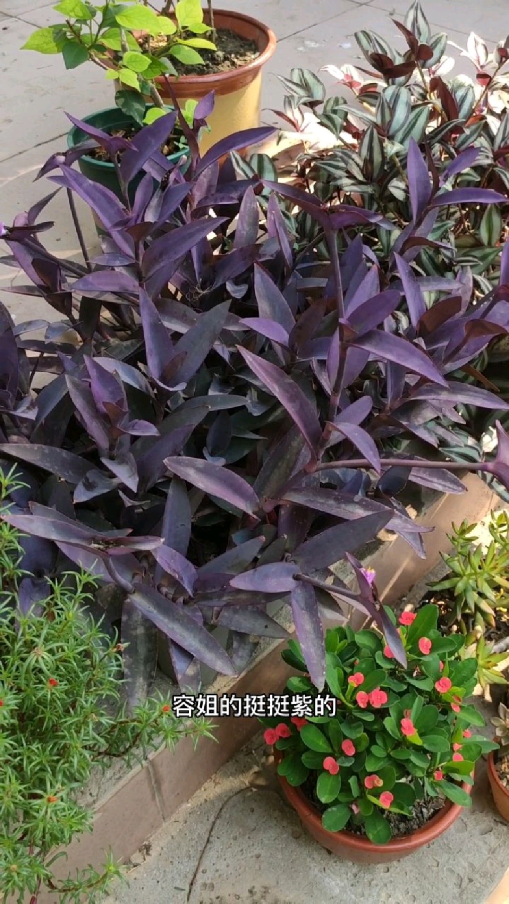 紫竹梅颜色变淡?学会2点就能改善,好用还方便