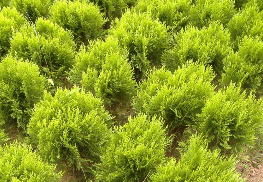 北方室内适合养什么大型绿植