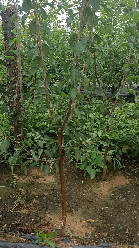 西梅李子苗,鲜食晒干都可以的品种,南北方种植