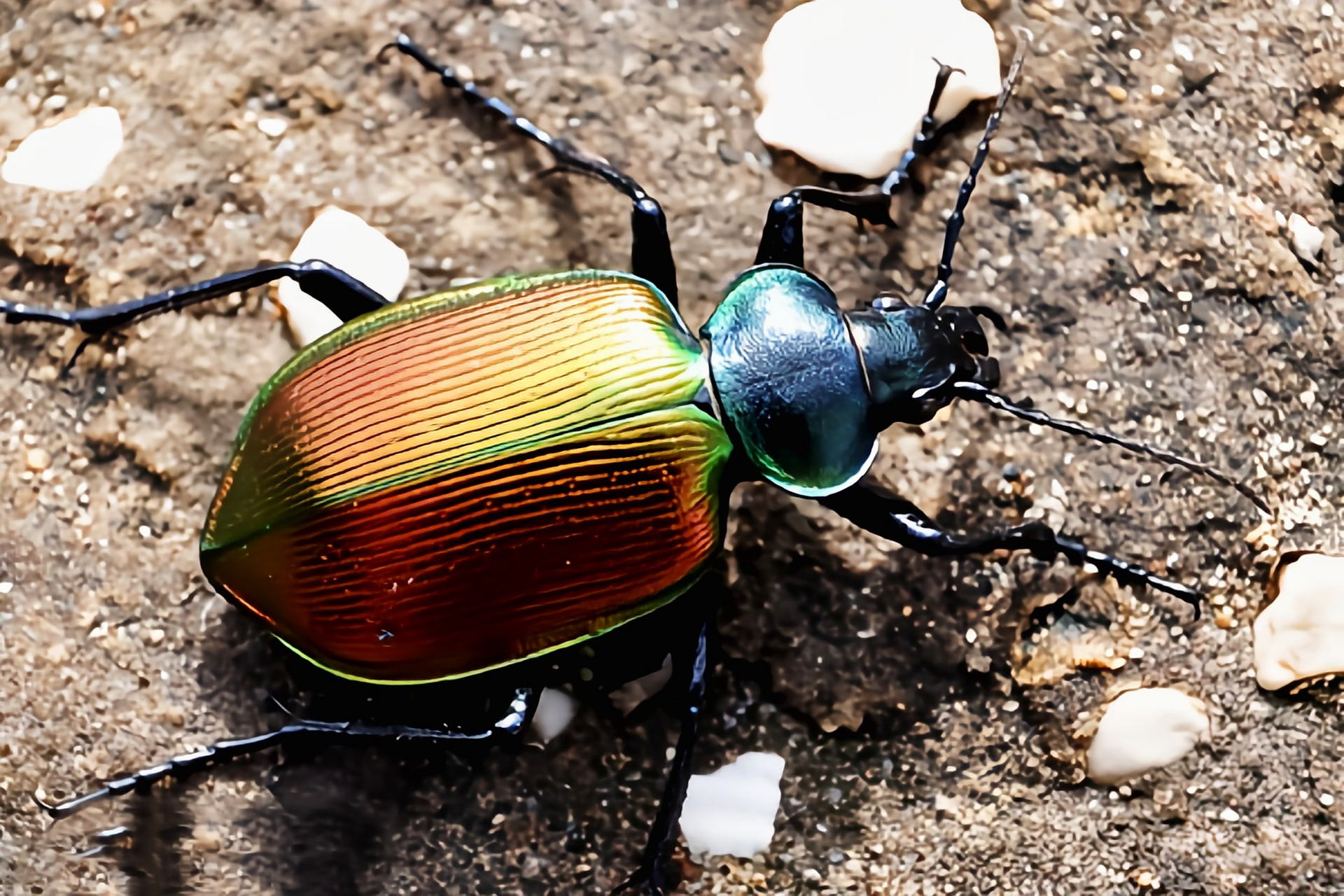 每天认识一种昆虫——疆星步甲 疆星步甲原产于欧