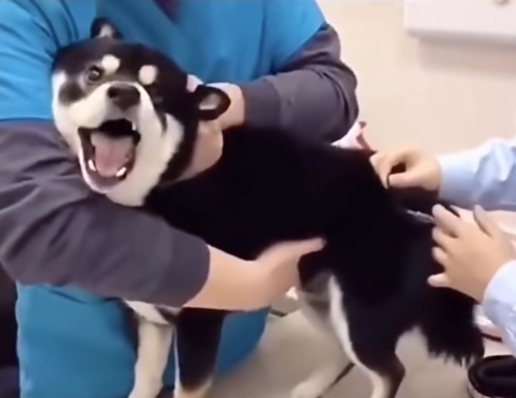 动物在面对打针的表情亮了