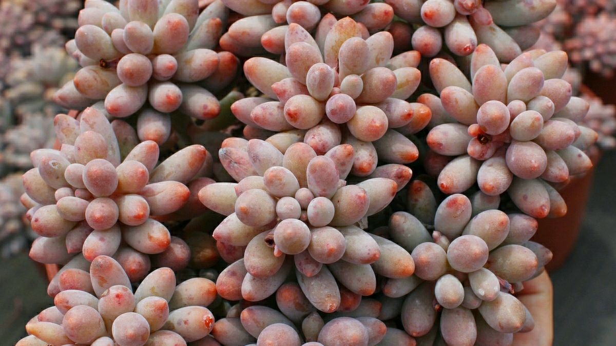 可爱的婴儿手指多肉难度夏?养护注意这几点,度夏完全没问题