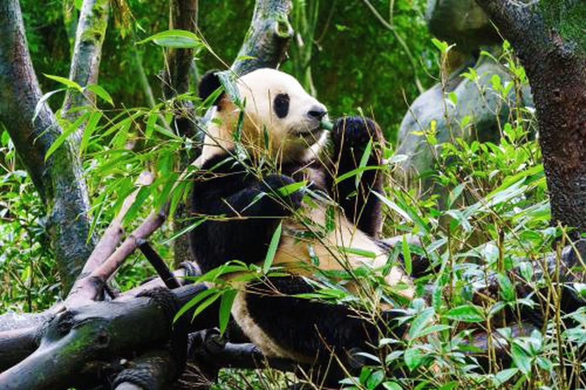 熊猫在竹林中悠然自得,竹叶在微风中摇曳.