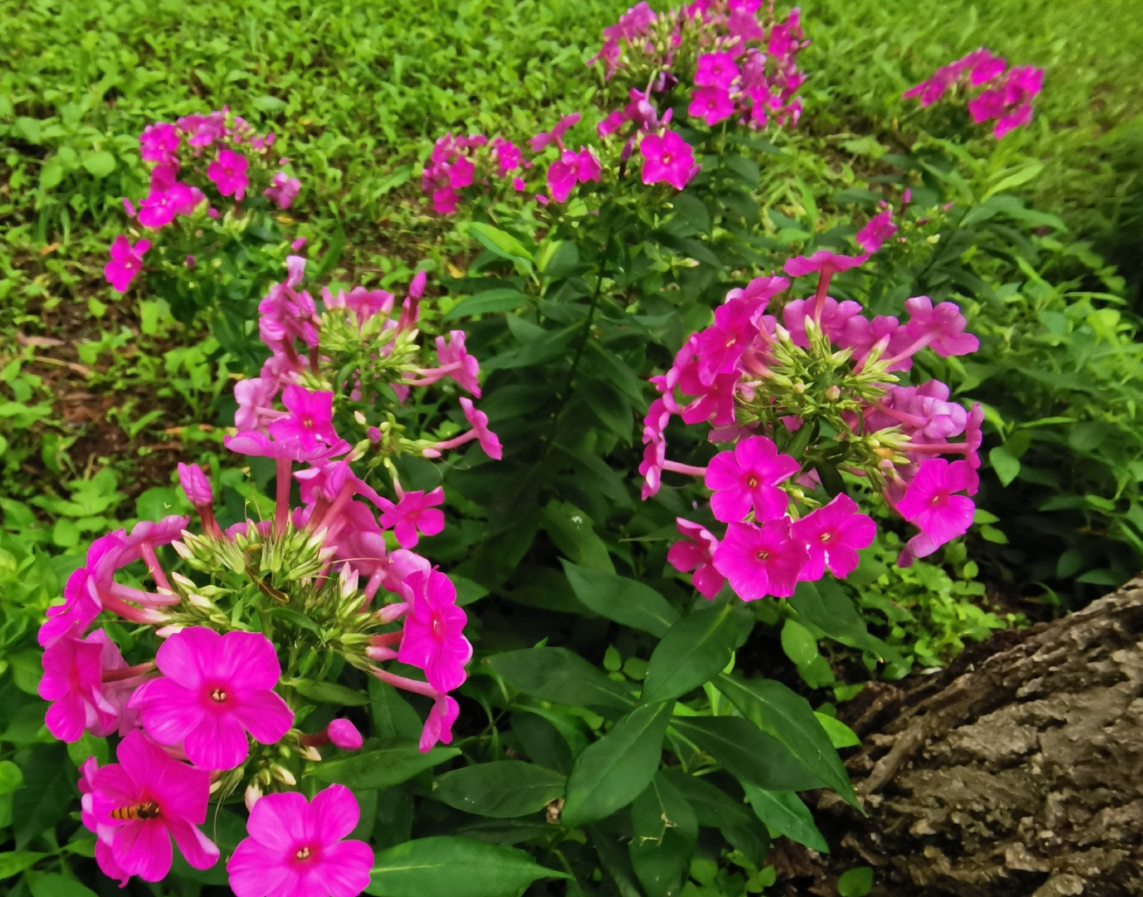 草夹竹桃,宿根福禄考,大花福禄考,福禄考,夏福禄) 花荵科天蓝绣球属
