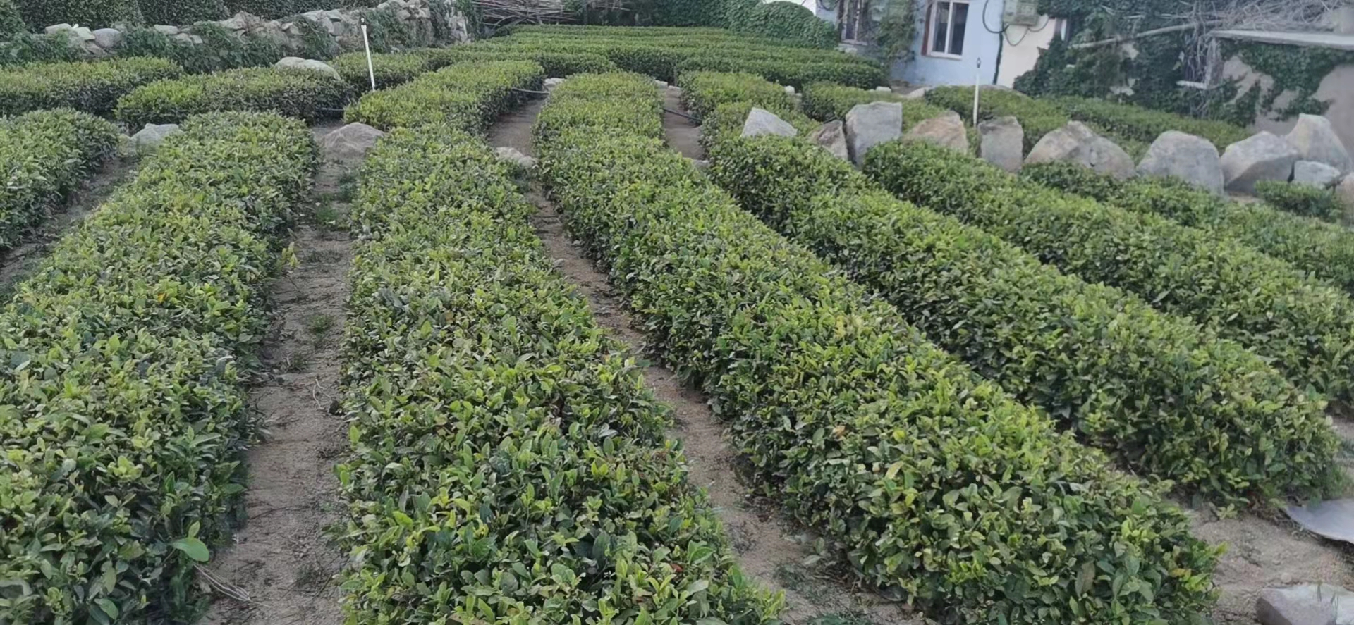 绿植苗木采购流程