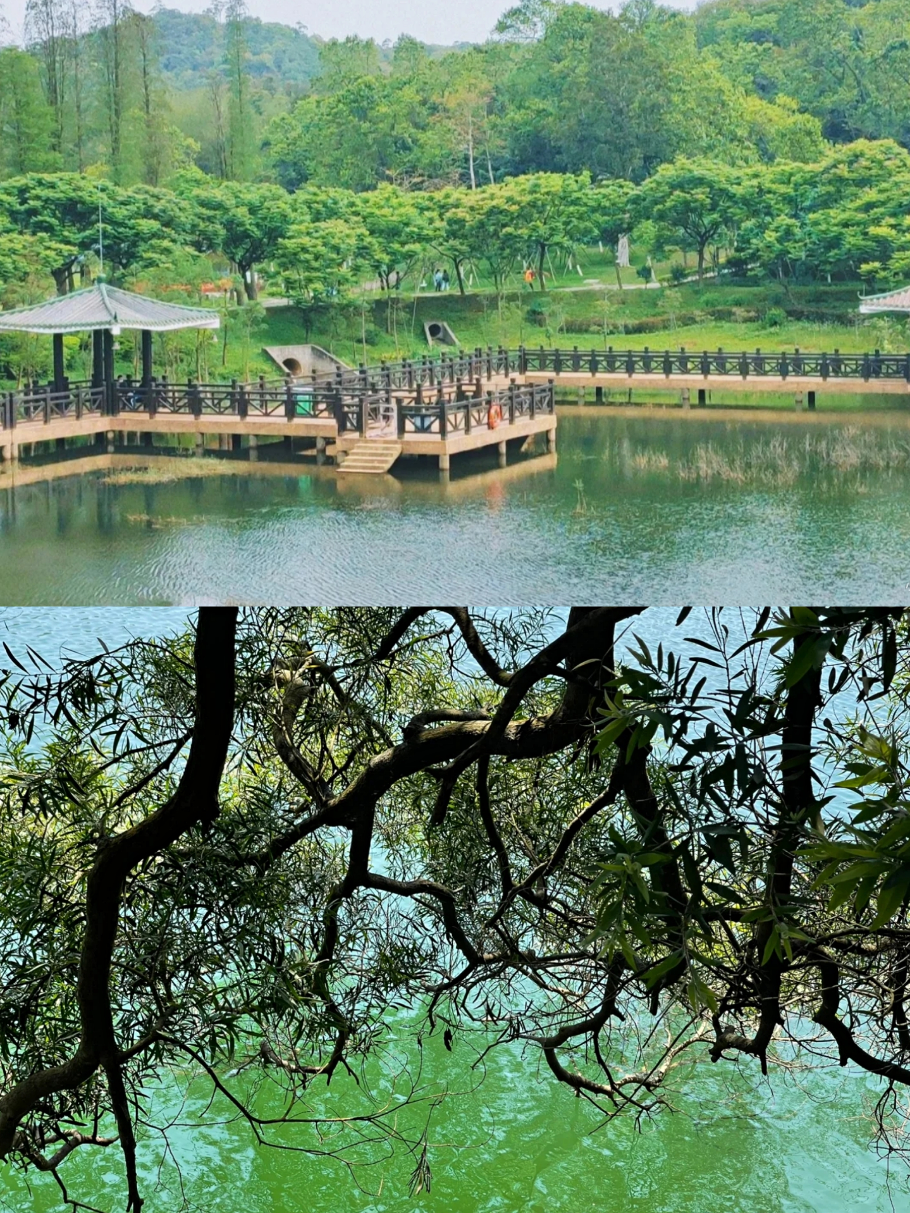 广东情侣游|江门森林公园踏青拍照好去处