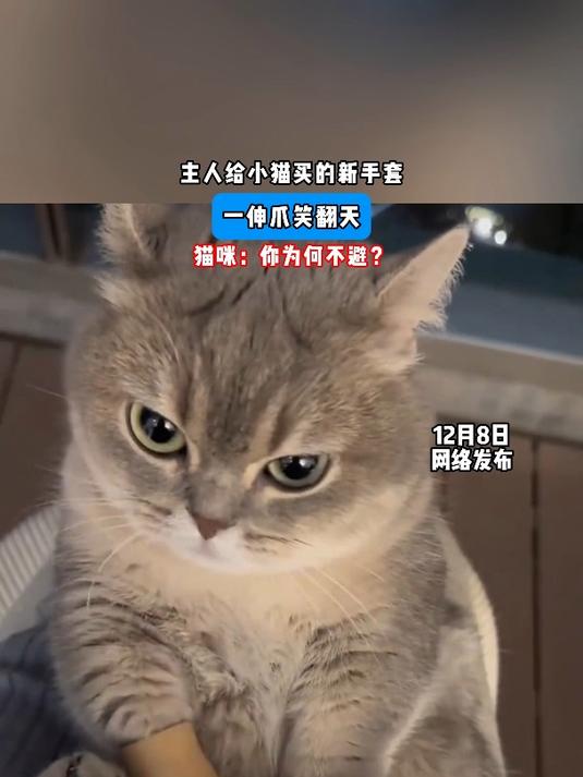 主人给小猫买的新手套,一伸爪笑翻天