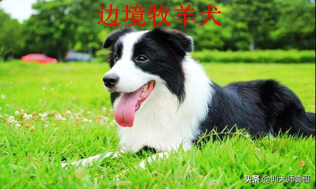 牧羊犬