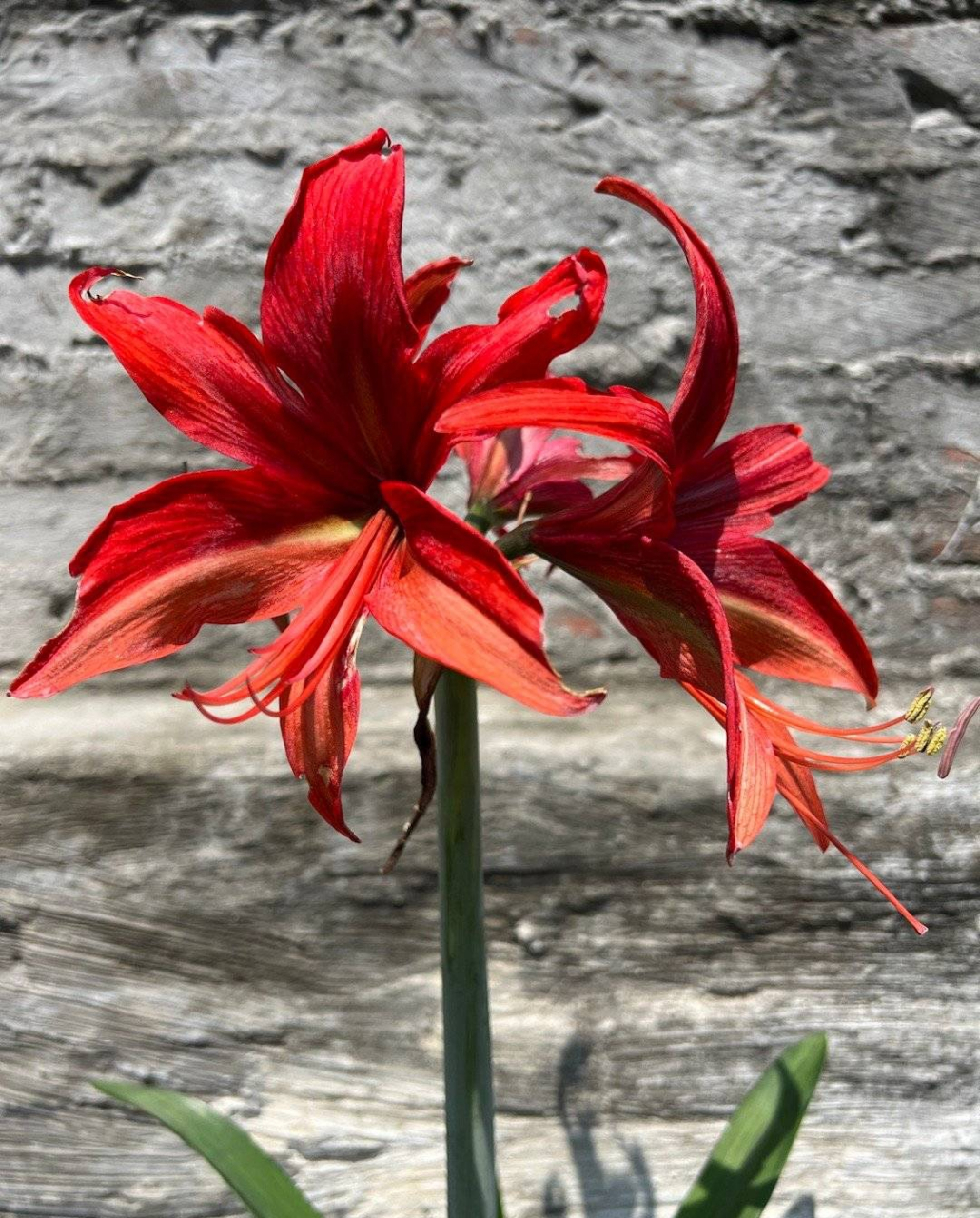 朱顶红 拉巴斯 依然是细瓣长蕊的典型代表.