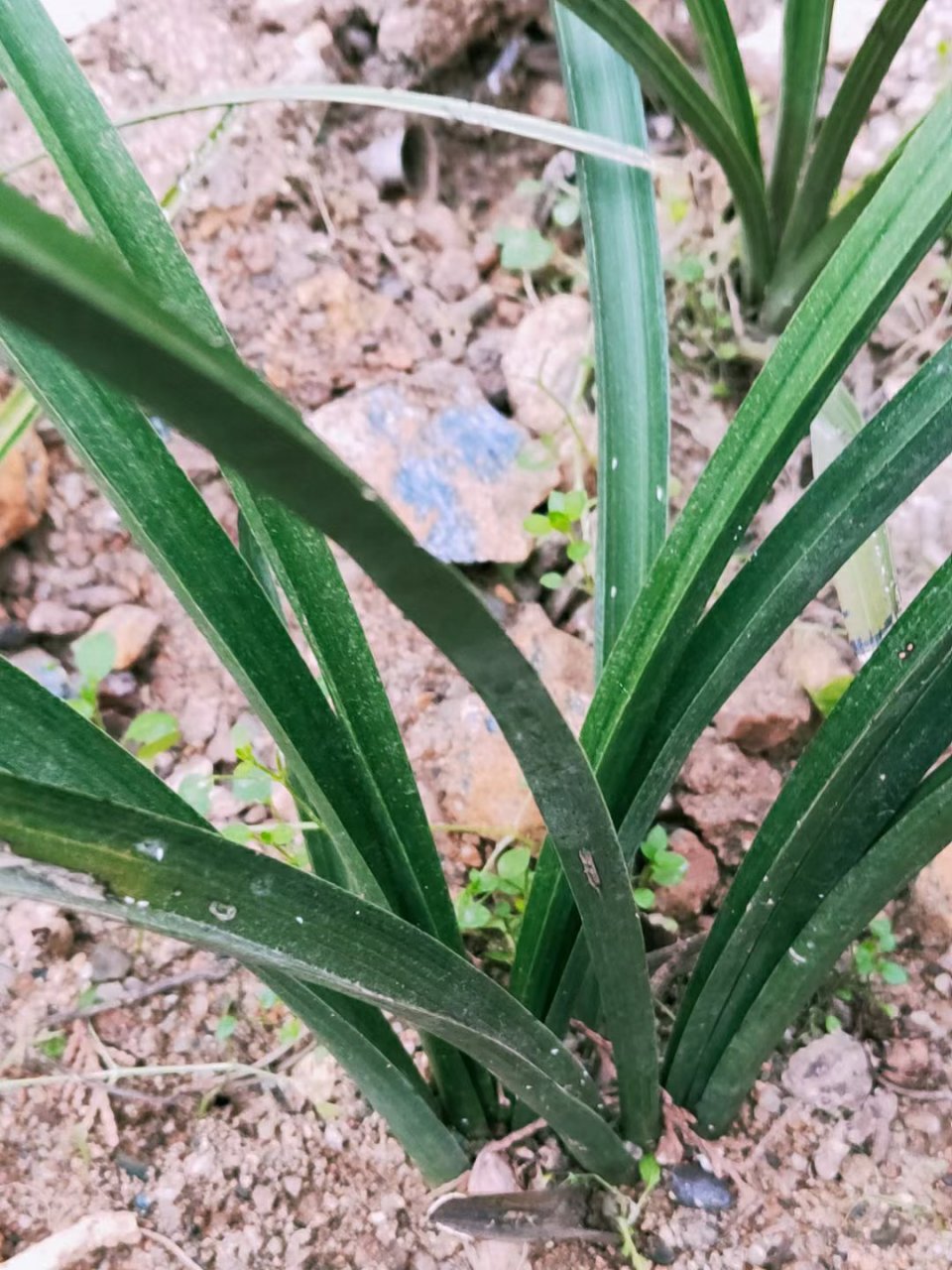 蕙兰木纹草带圆圆的花苞,能赌花吗