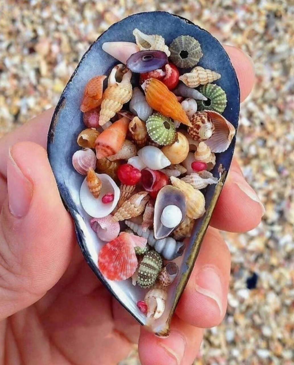 这么五彩斑斓的贝壳你们应该没见过吧