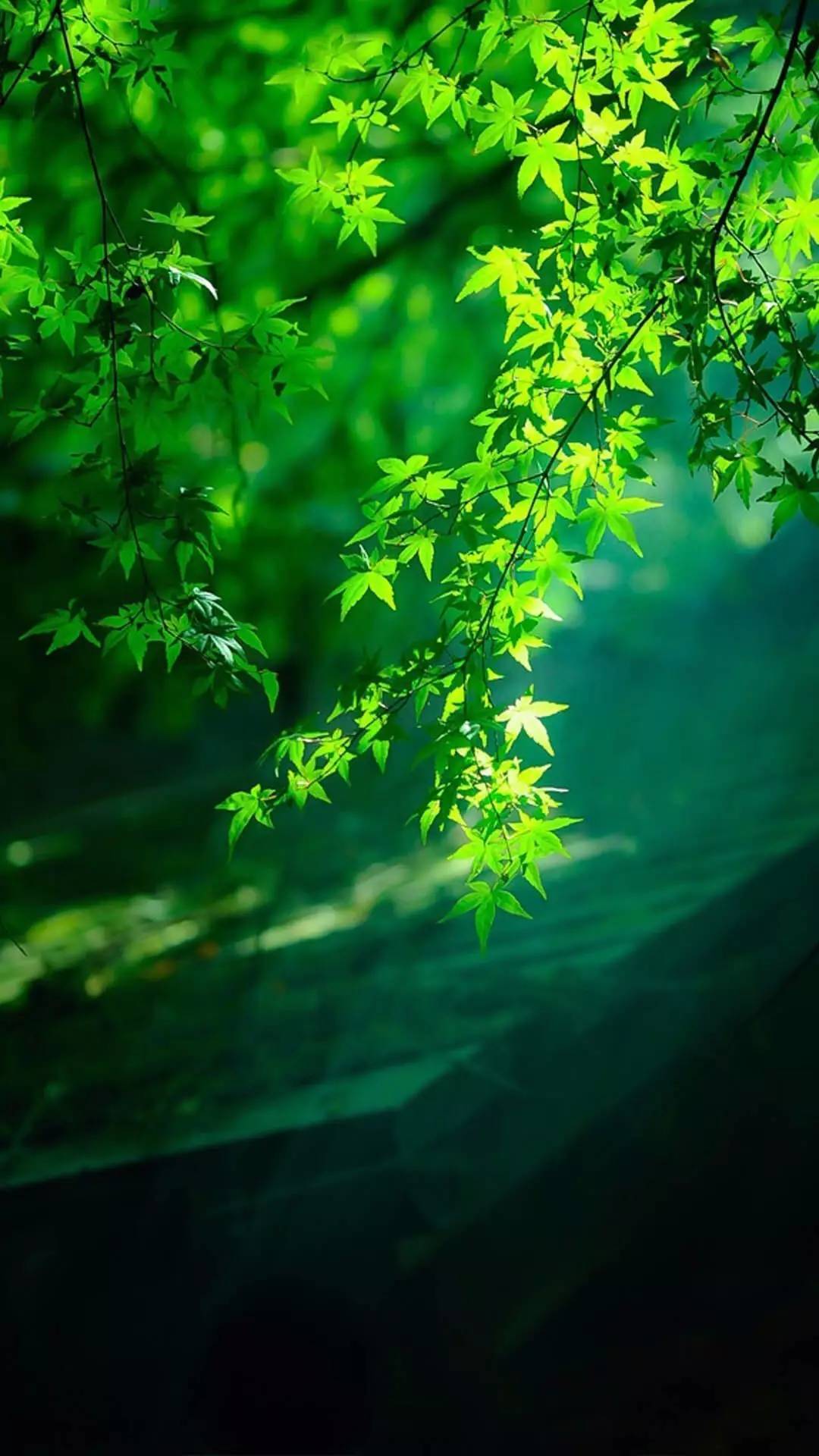 非常养眼的绿色系壁纸,呵护你的眼睛