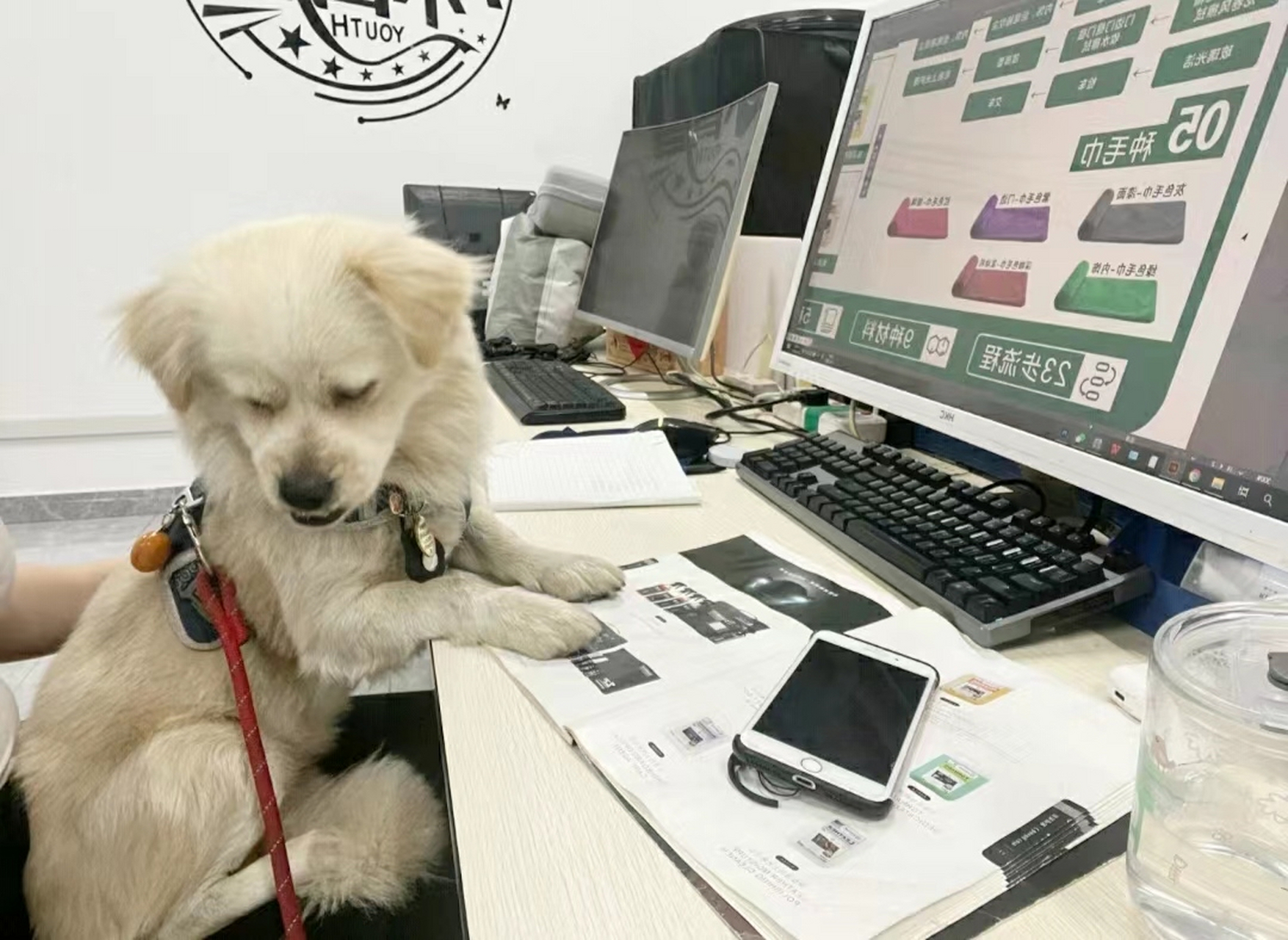 网友带狗子去上班,狗子在线演绎困成狗表情包