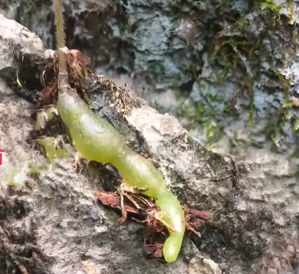 这绿色的蝉感觉可以了它"青蝉",大自然真的是太神奇了