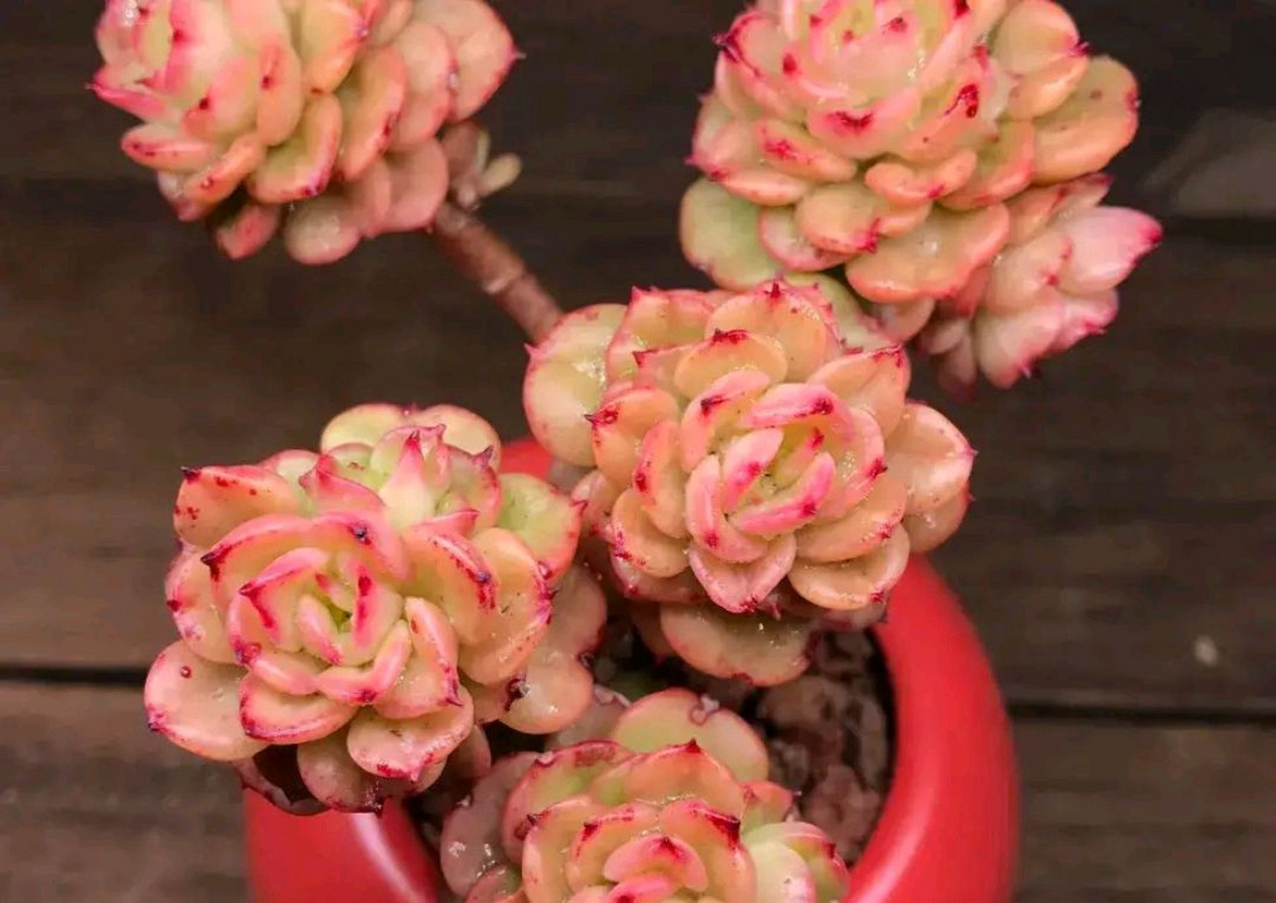 蜡牡丹多肉外观较美, 属于皮实好养的多肉, 生长期间很容易爆芽群生.