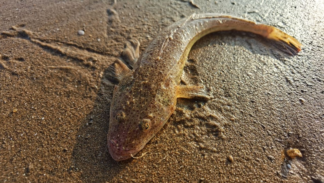 大海退潮后,小尚赶海抓到一条狗腿鱼,还有鸡屎螺在觅食