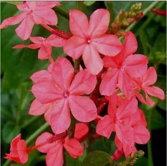 红雪花养殖注意事项和修剪方法