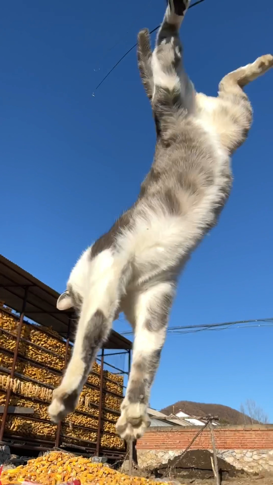 田园功夫猫的空中飞猫