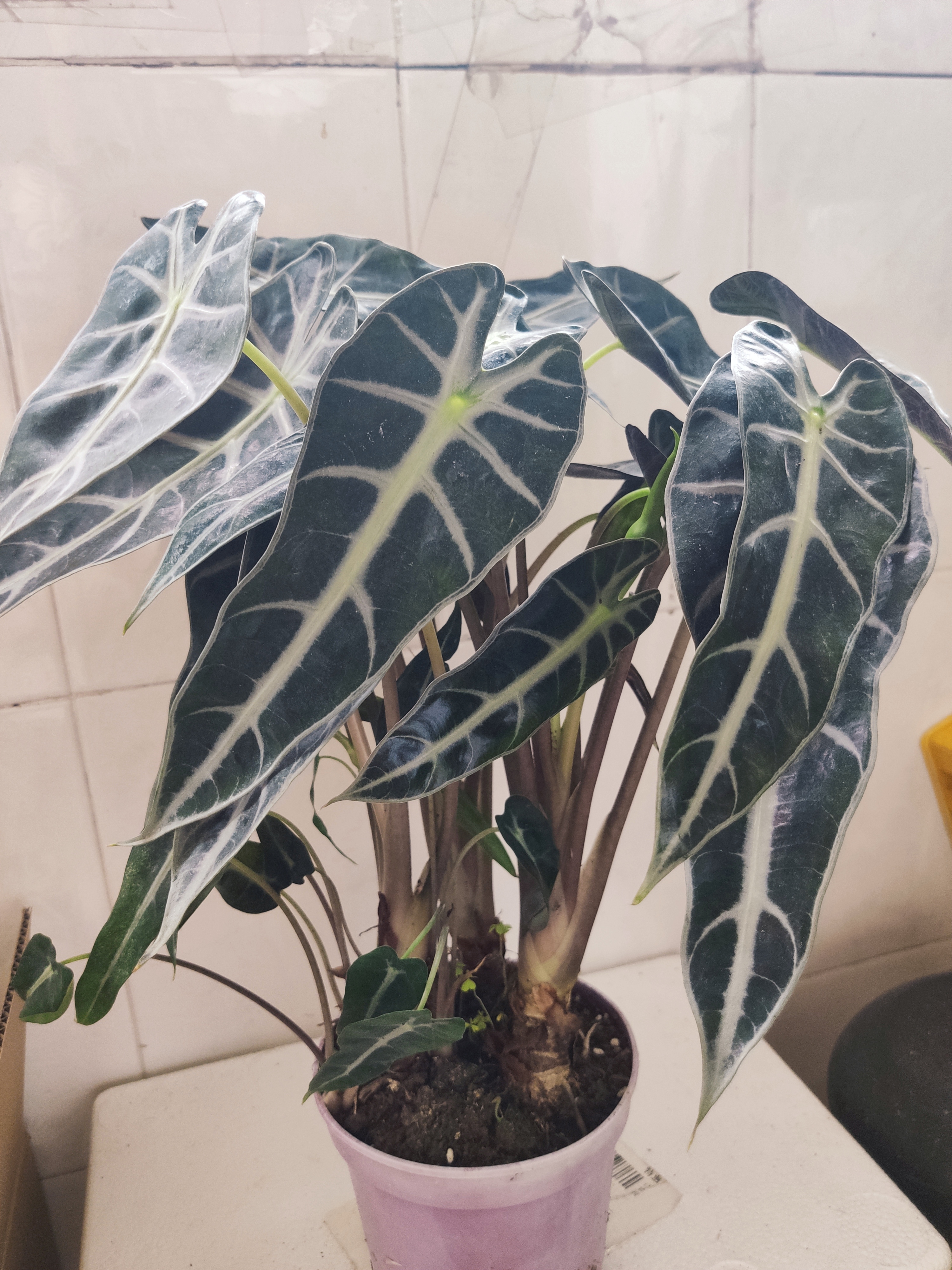 最近刚刚买的热植名叫小仙女,也叫观音莲,是天南星科海芋属多年生草本