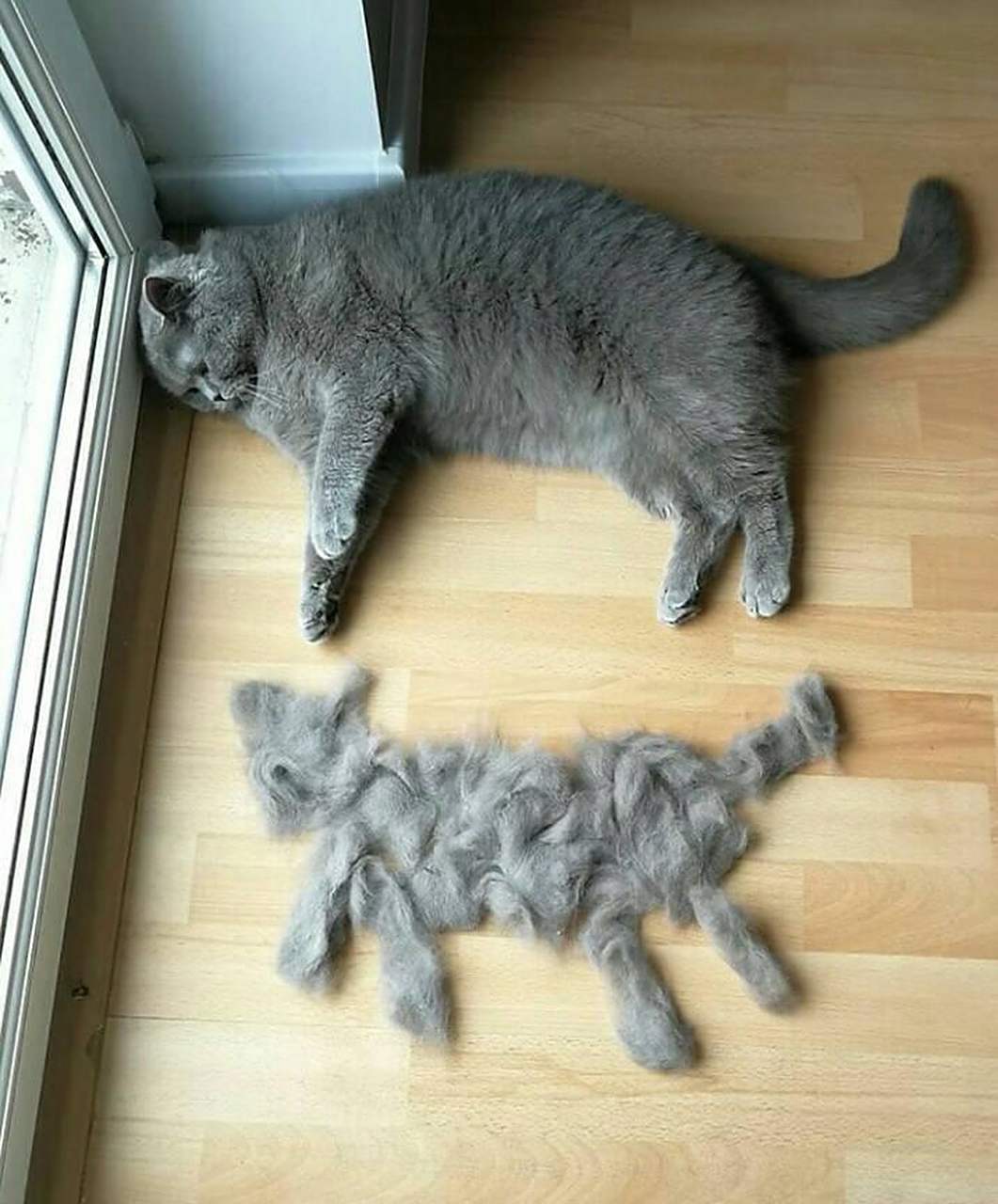 剪掉了6只小猫咪出来,变瘦了!