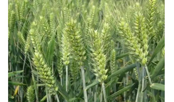 郑麦379小麦品种介绍