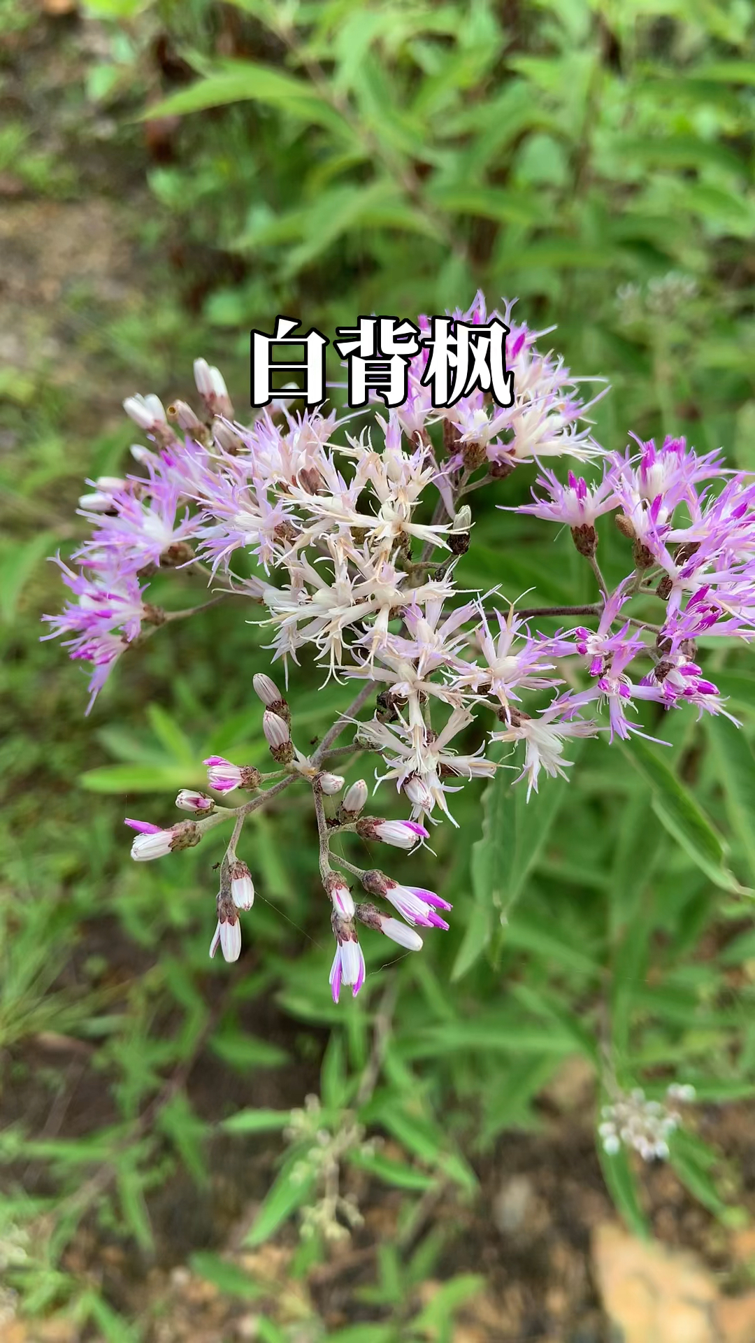 奇痒无比,找些一年四季都有的白背枫!