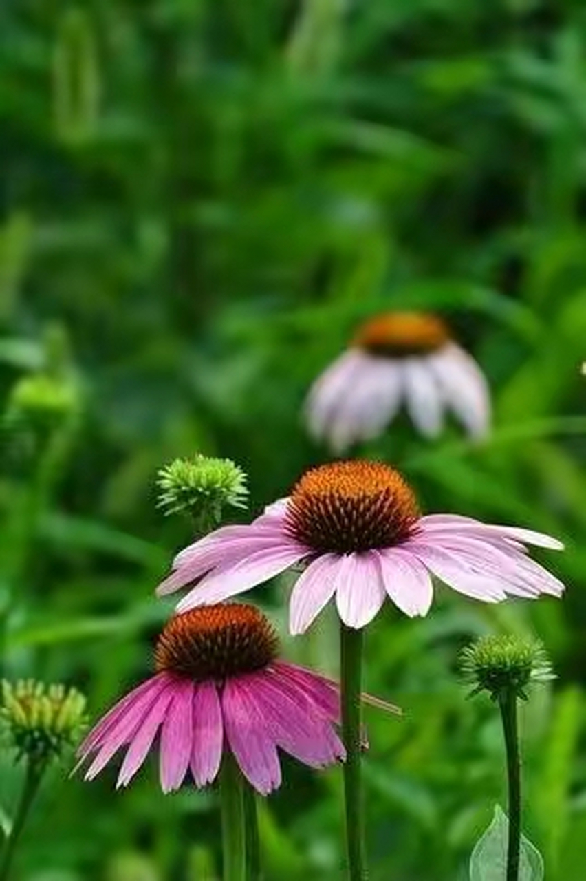 太阳菊也叫小雏菊,它有很多不同的品种,颜色也很多