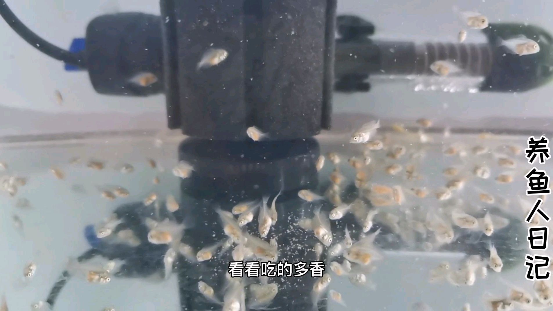 七彩神仙鱼苗每天五顿饭,胡子大帆苗也放开了