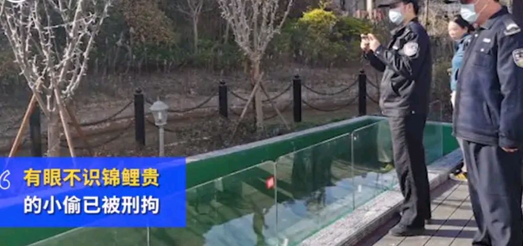 八旬老人偷五万元锦鲤晒成鱼干,知道价值后惊呆