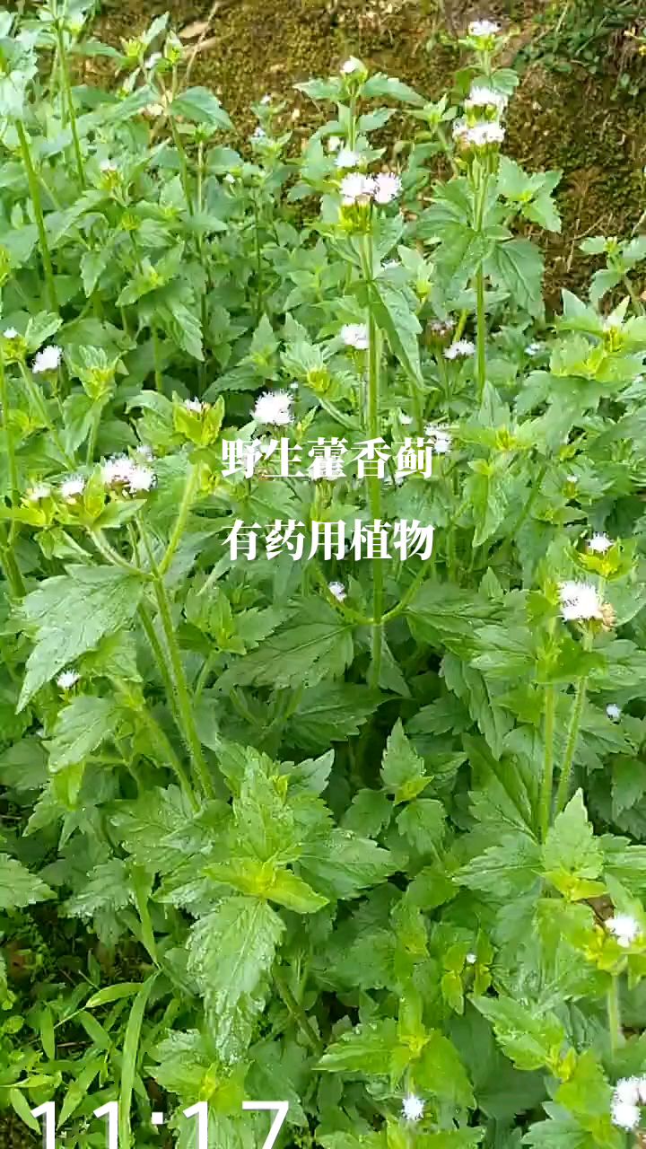 藿香蓟的功效药用图片