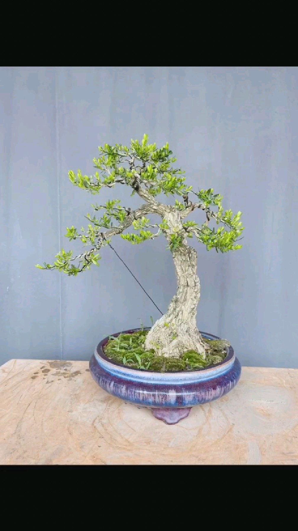 老桩 雀舌黄杨盆景