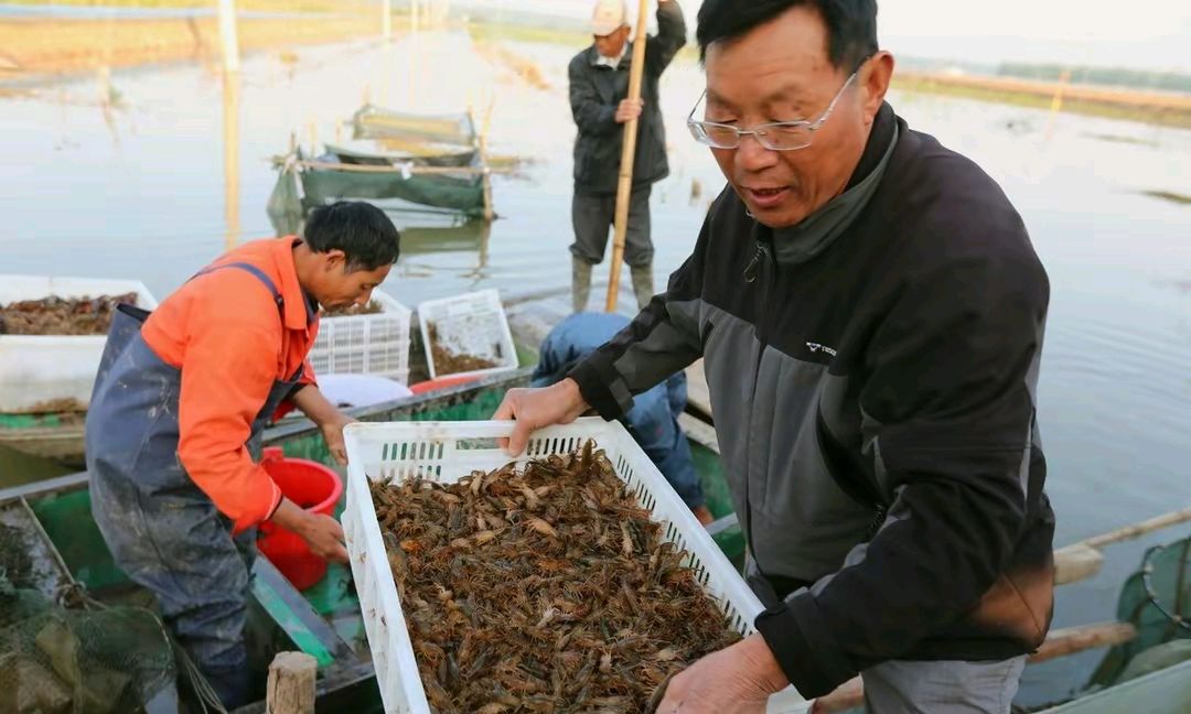 早春小龍蝦苗生長慢?這樣投餵,達到轉塘放養規格的時間會很短