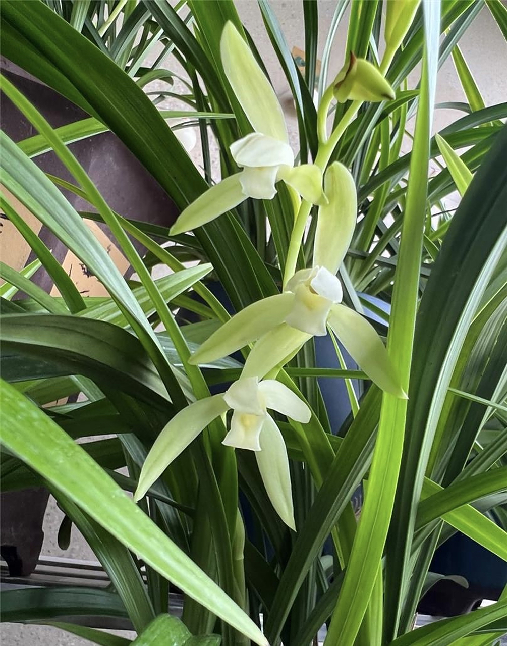 建兰龙岩素兰花,以其光泽油亮的翠绿叶子和清香甜美的花朵,成为国内兰