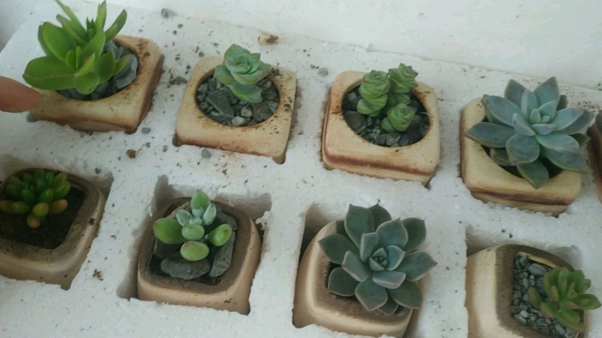 楼顶拇指盆多肉小苗,小小的没出状态,不同品种,快来看一下