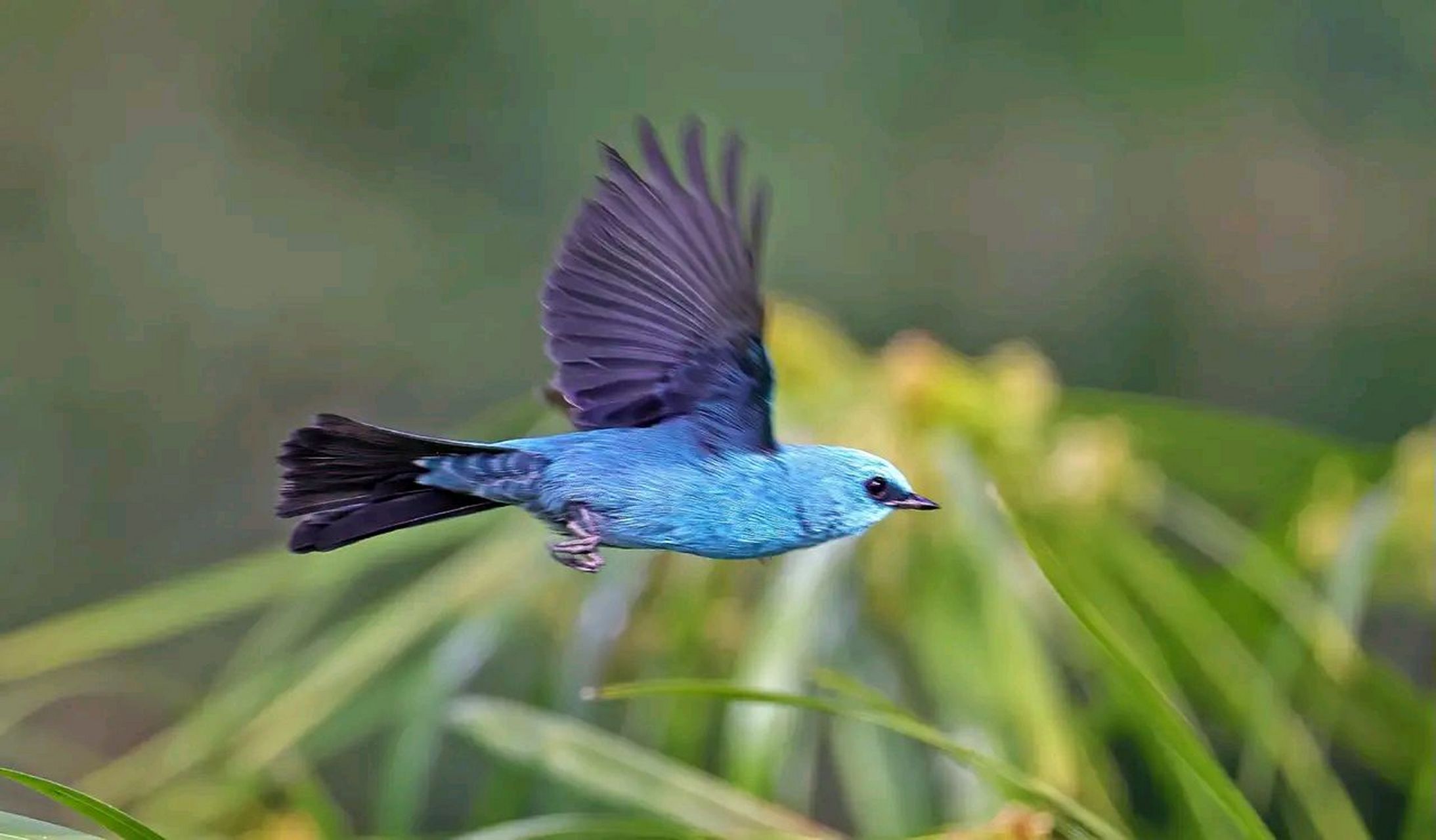 万物有灵·铜蓝鹟 铜蓝鹟是一种小型鸟类,体长13~16厘米,分布于亚洲