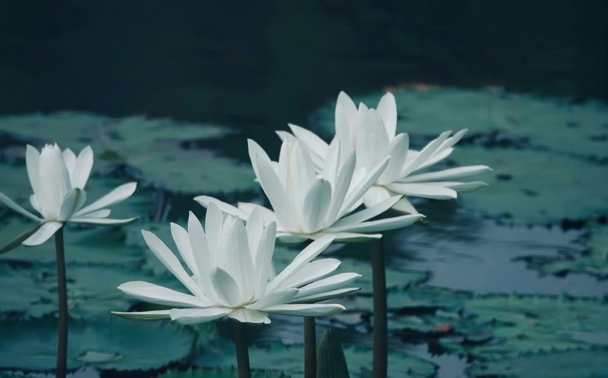 世俗了,生活每天都是限量版,努力使每一天,都开心而有意义,不为别人