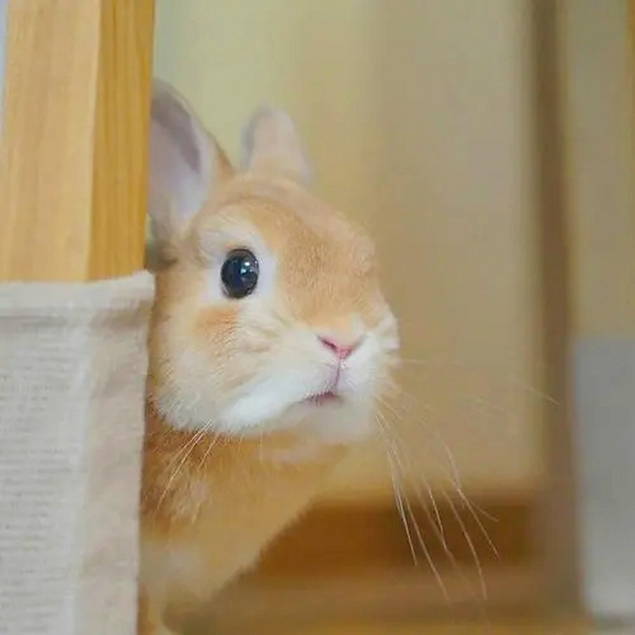如果要比萌的话,这只兔子绝对可以获得动物界的"最萌奖". #趣图搞笑