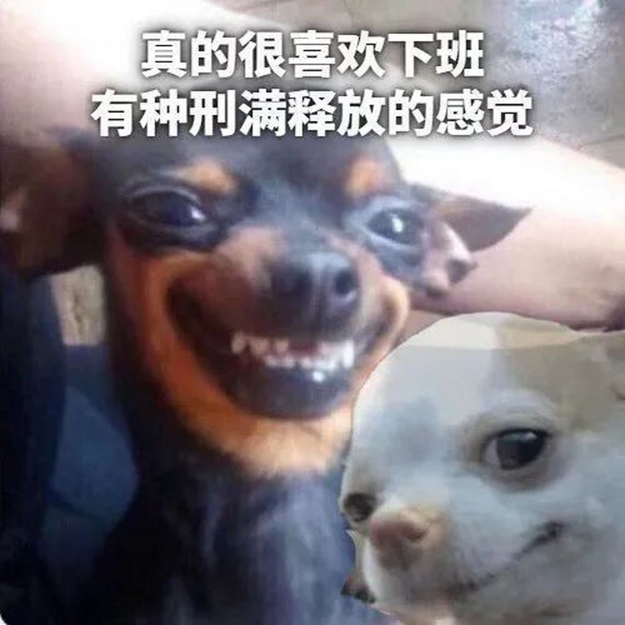 表情包# #情感微语录# 真的很喜欢下班,有点满刑释放的感觉