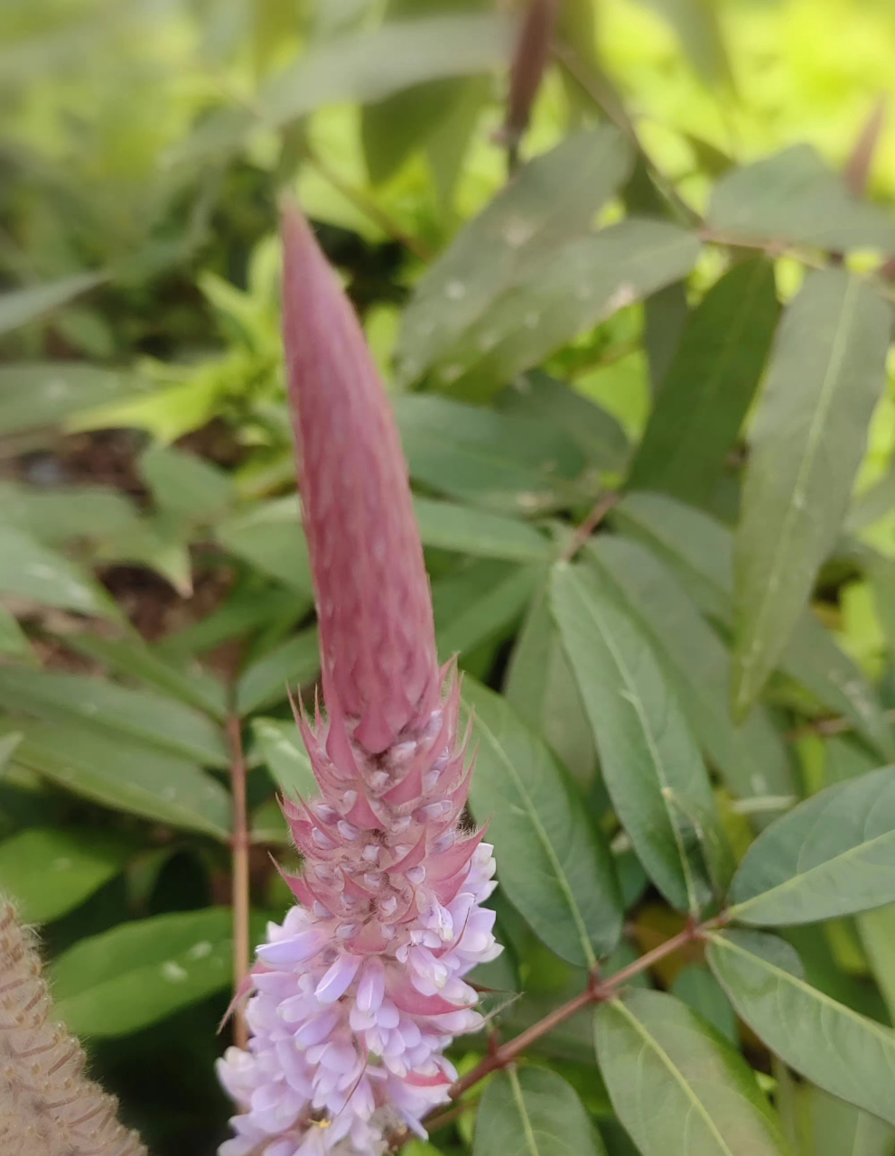 美花狸尾豆:又称美花兔尾草,花瓣蝶形紫粉色,根叶和全草药用,花如兔尾