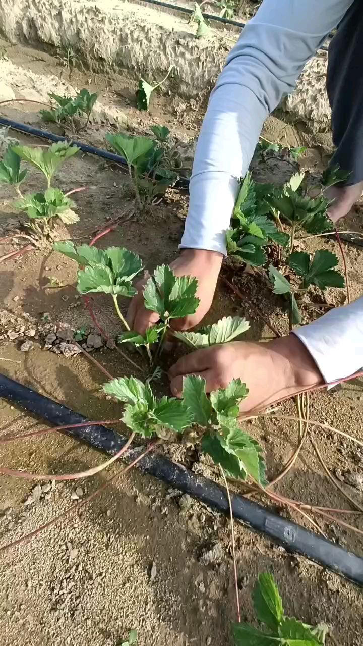 隋珠香野草莓苗打老叶