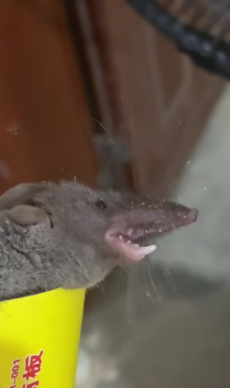 怎么看着比老鼠的嘴巴要长好多?