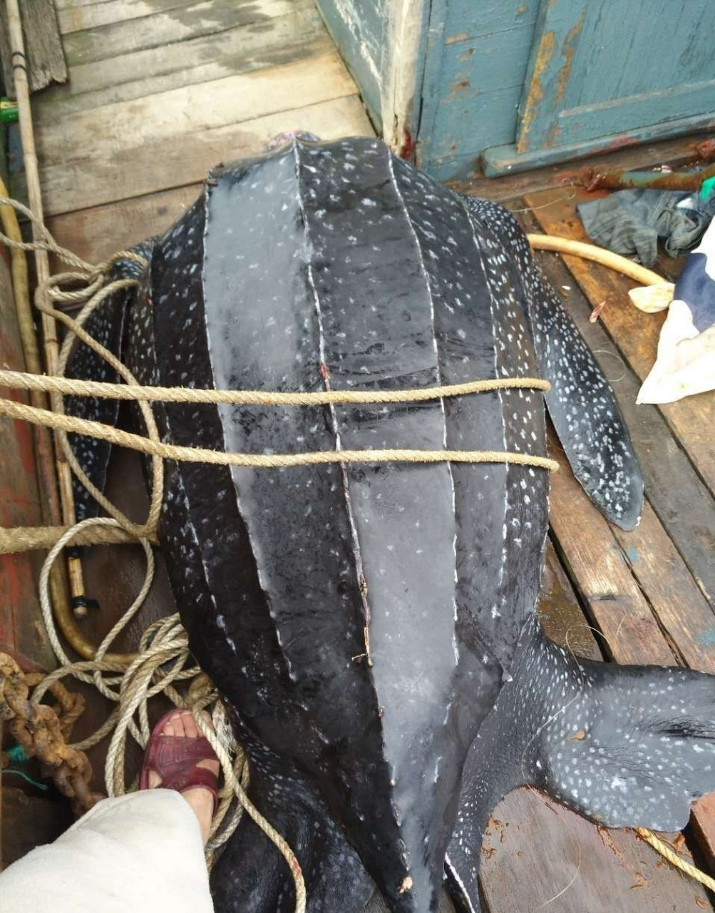 海中巨兽,棱皮龟,外壳上有多道棱,可以长到500公斤.#动物趣图