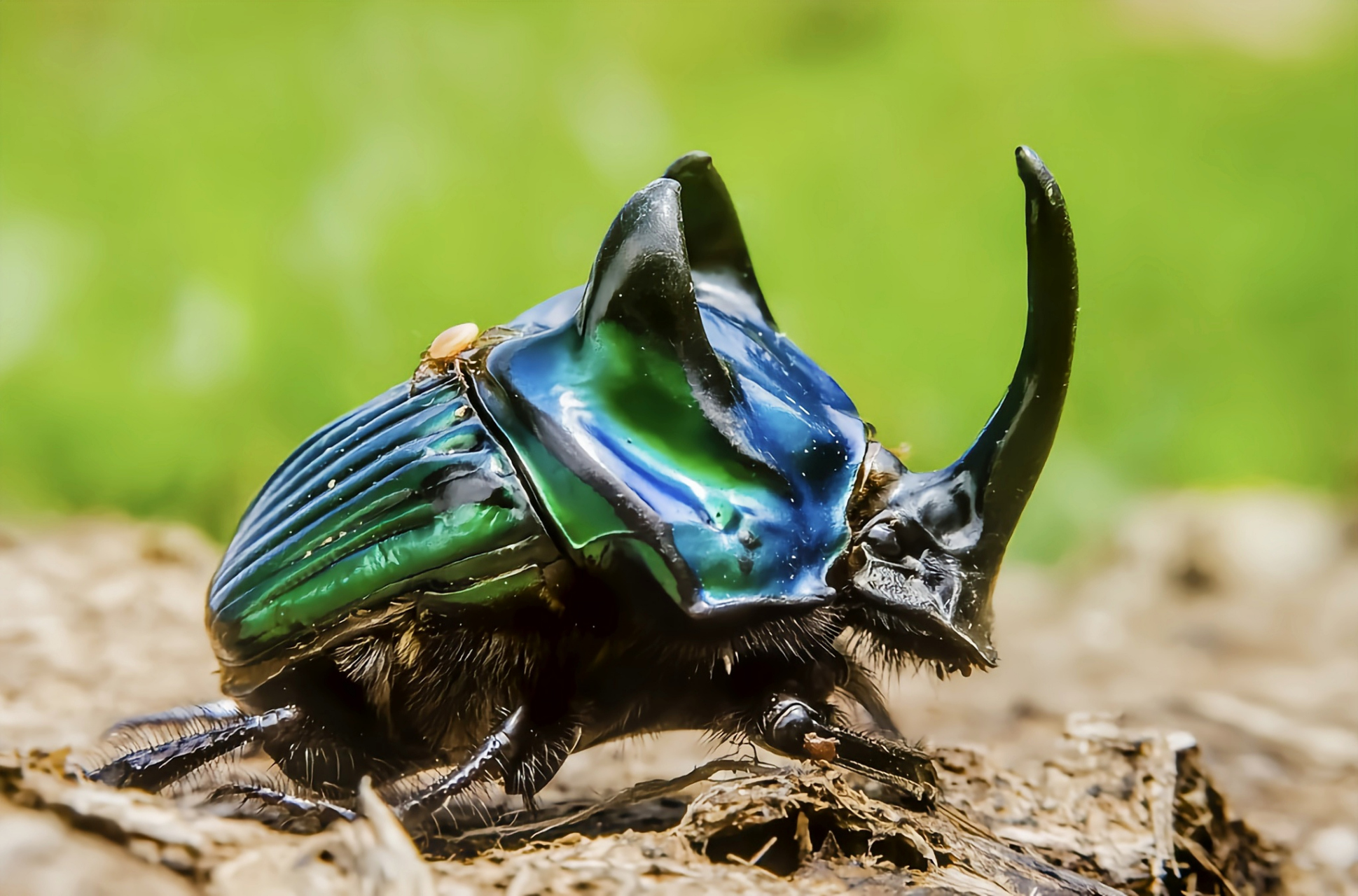 每天认识一种昆虫——丽突背蜣螂 丽突背蜣螂 别名红突背蜣螂,原产于