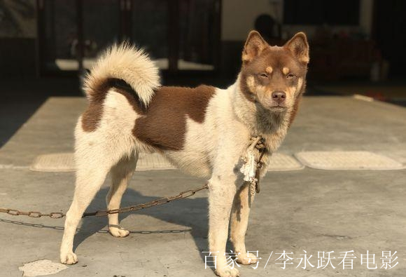 土狗給自己一個起了個名,叫