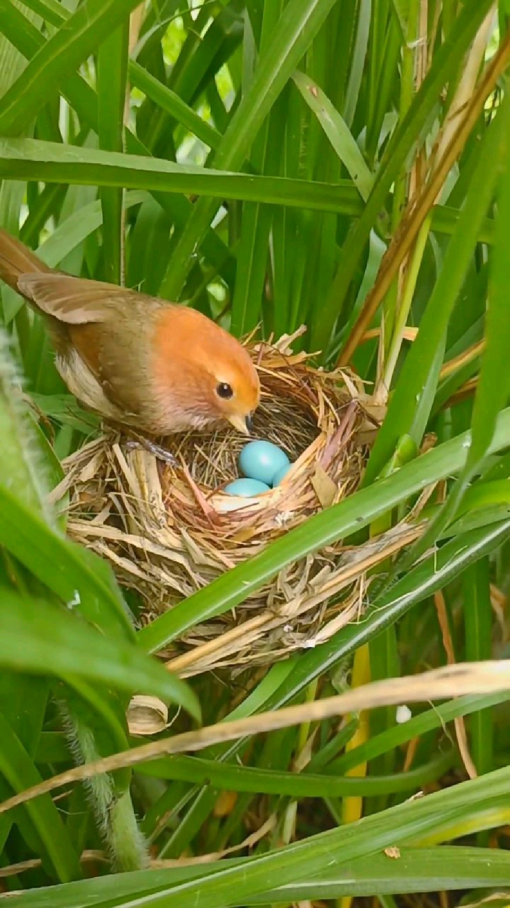 小鸦雀孵蛋第12天