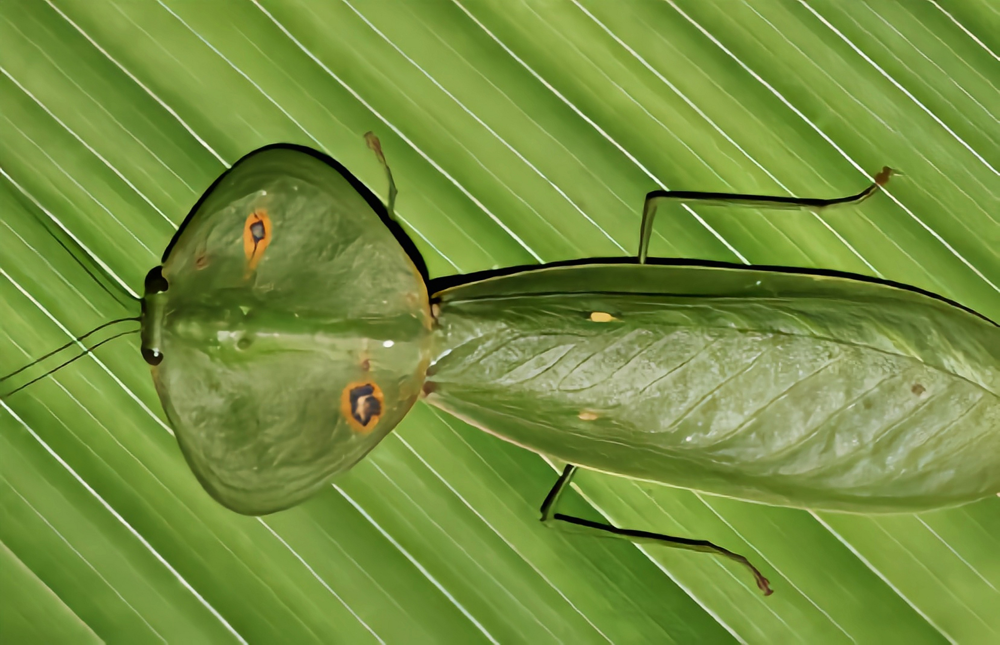 图片上是一种动物——叶背螳,又名风帽螳螂,南美盾牌螳螂,原产南美洲