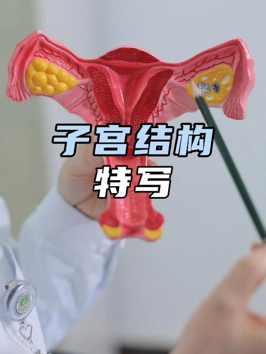 女性子宫模型解说图片