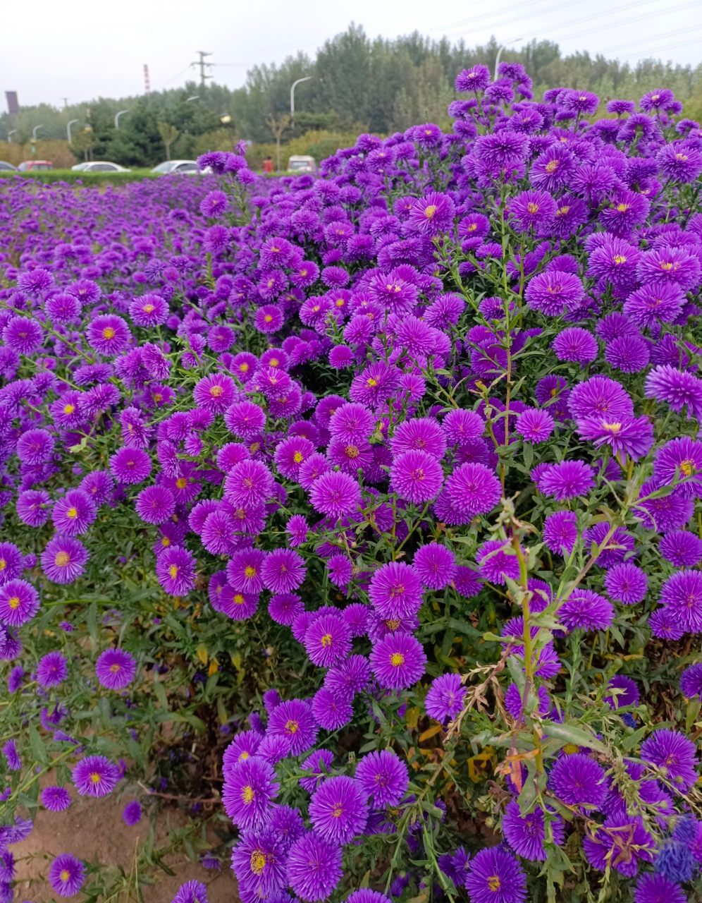 紫色菊花图片大全大图图片